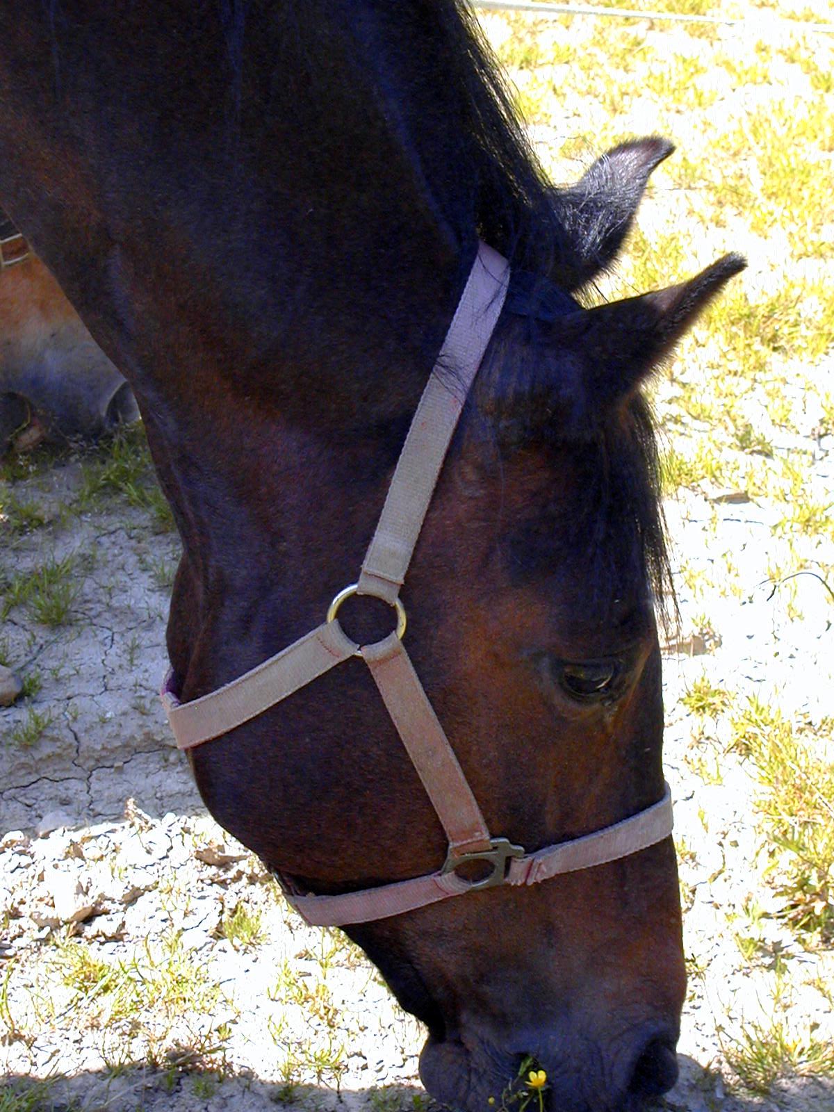 Pferde012