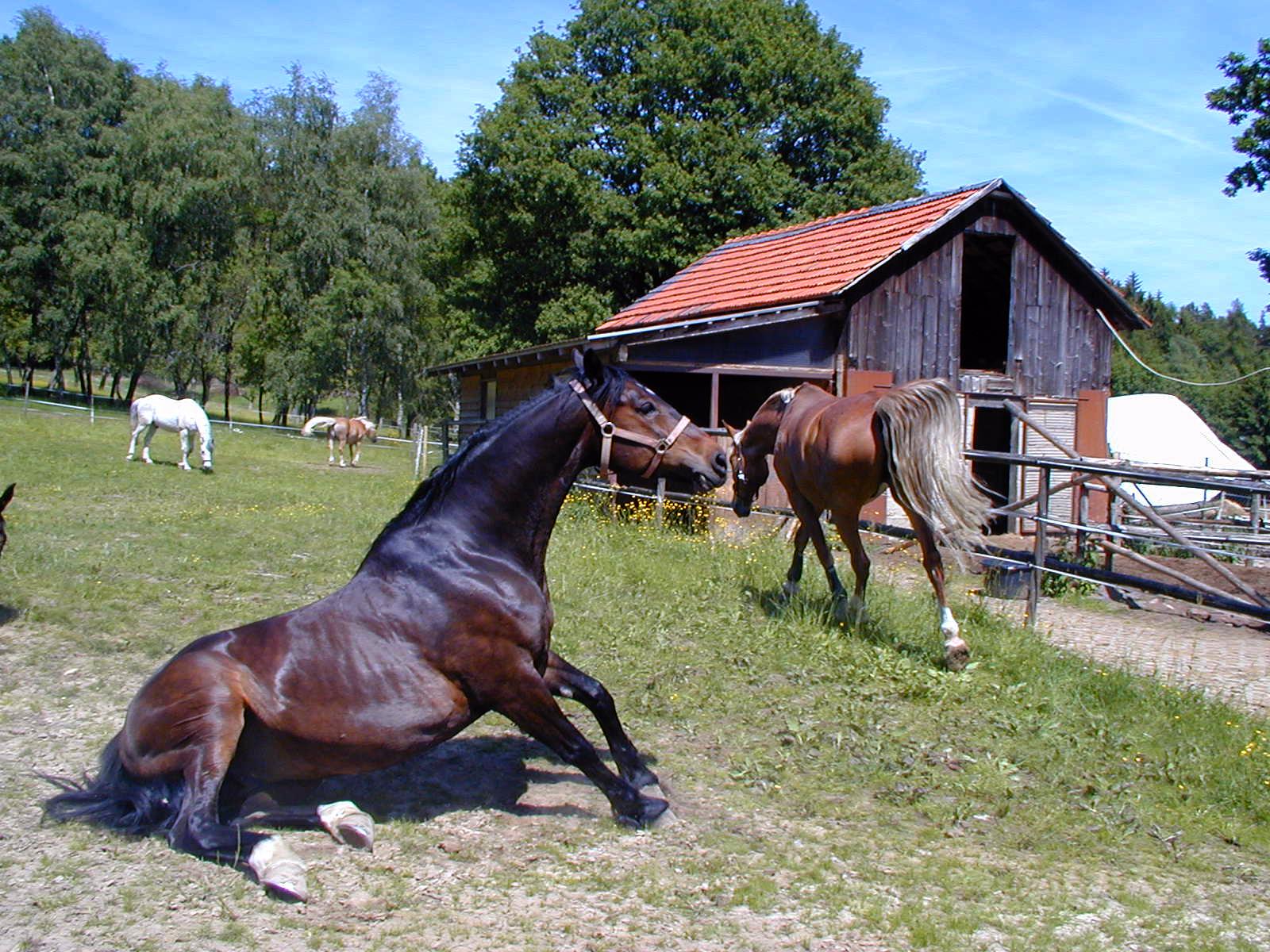 Pferde015